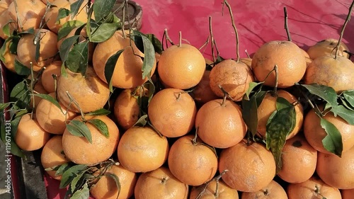 Freshly Harvested Oranges with Green Leaves in a Vibrant Display Showcasing Natural Juicy Citrus Fruits for Organic and Tropical Appeal photo