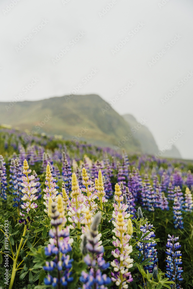 Fototapeta premium Field of vibrant lupines blooming in Vik, South Iceland, showcasing nature's beauty