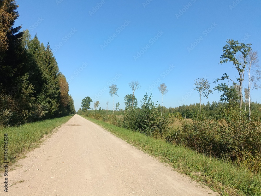 Road in forest in Siauliai county during sunny summer day. Oak and birch tree woodland. Sunny day with white clouds in blue sky. Bushes are growing in woods. Sandy road. Nature. Summer season. Miskas. Road in forest in Siauliai county during sunny summer day. Oak and birch tree woodland. Sunny day with white clouds in blue sky. Bushes are growing in woods. Sandy road. Nature. Summer season. Miskas.