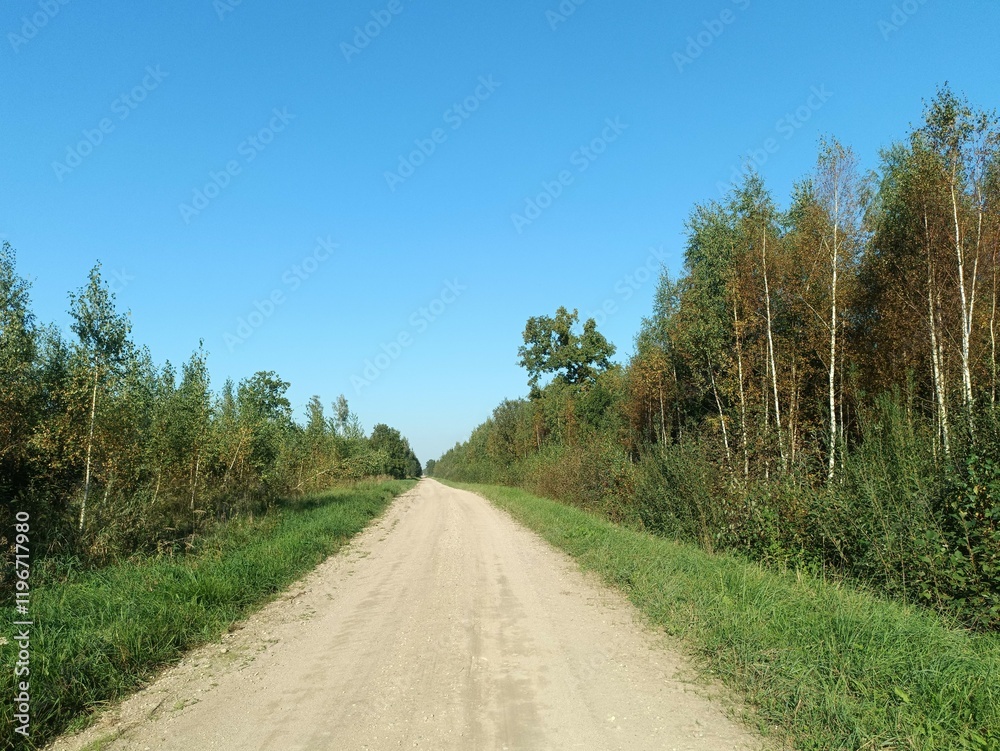 Road in forest in Siauliai county during sunny summer day. Oak and birch tree woodland. Sunny day with white clouds in blue sky. Bushes are growing in woods. Sandy road. Nature. Summer season. Miskas.