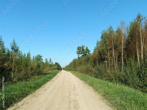 Fototapeta Naklejka Na Ścianę i Meble -  Road in forest in Siauliai county during sunny summer day. Oak and birch tree woodland. Sunny day with white clouds in blue sky. Bushes are growing in woods. Sandy road. Nature. Summer season. Miskas.