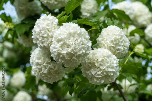White viburnum or Viburnum opulus Sterilis, Snowball Bush, European Snowball is large deciduous shrub. White balls of blooming Viburnum opulus Roseum against  blue spring sky. Concept of nature.