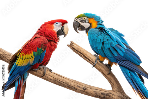 A red-and-yellow macaw and a blue-and-gold macaw perch on a wooden branch, vividly colorful, staring at each other with curiosity, isolated on a transparent background photo