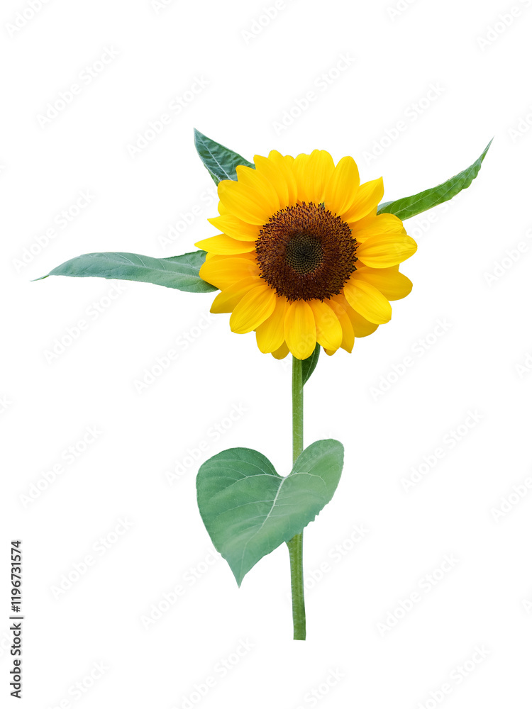 A bright sunflower with green leaves isolated on a white background, perfect for botanical illustrations, summer-themed designs, and nature projects. A bright sunflower with green leaves isolated on a white background, perfect for botanical illustrations, summer-themed designs, and nature projects.