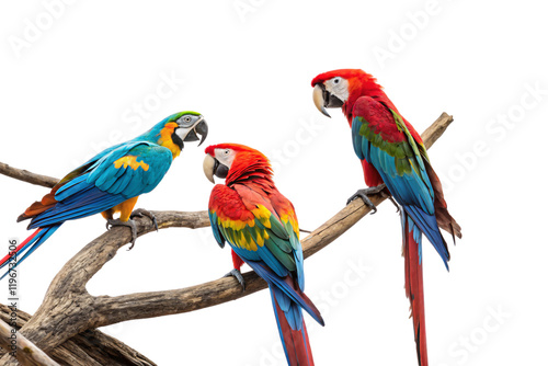 Three parrots perched on branches. A vibrant mix of blue, yellow, green, and red feathers. Black background highlights their striking colors, isolated on a transparent background photo