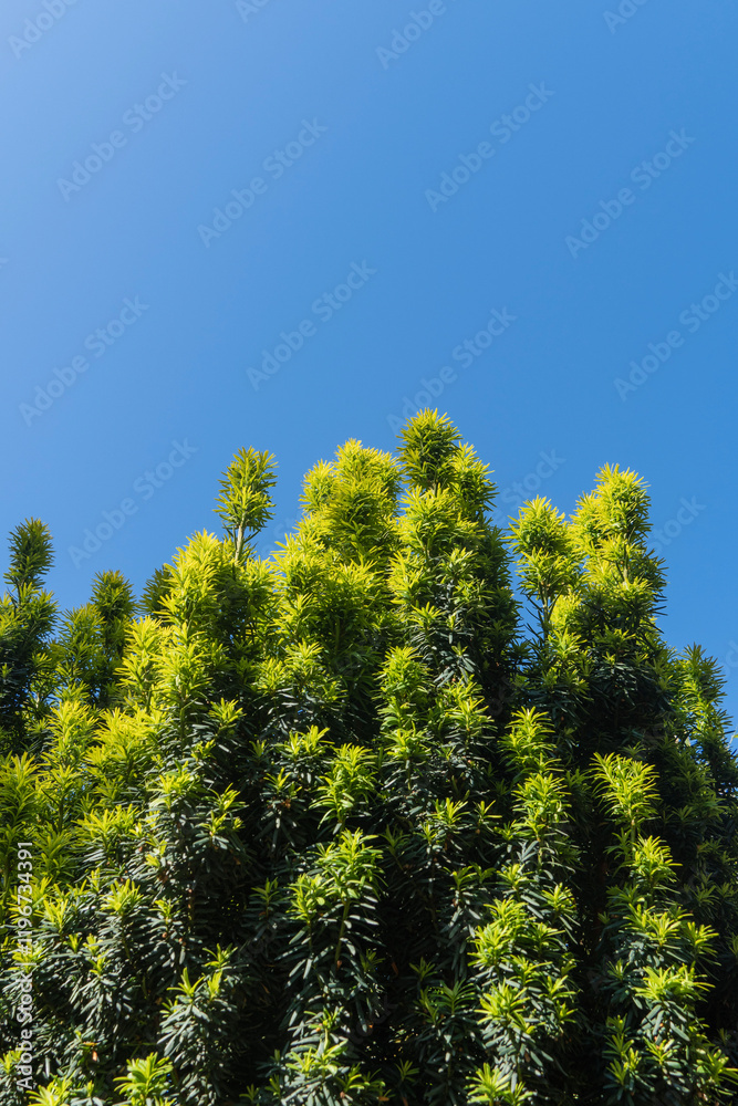 Yew berry Taxus baccata Fastigiata Aurea (English yew, European yew) grows in evergreen landscape garden. Bright green with yellow stripes foliage glows against the blue spring sky. Selective focus. Yew berry Taxus baccata Fastigiata Aurea (English yew, European yew) grows in evergreen landscape garden. Bright green with yellow stripes foliage glows against the blue spring sky. Selective focus.