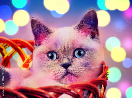 Obraz na płótnie Cat with Christmas light lying in the basket w salonie