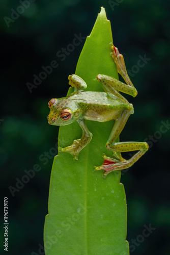 Fototapeta Naklejka Na Ścianę i Meble -  Jade Tree Frog (Zhangixalus dulitensis) is a species of frog found in Borneo island, Indonesia.