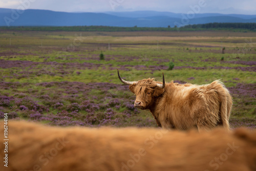 A close up of Highland cows in the Highlands, Scotland