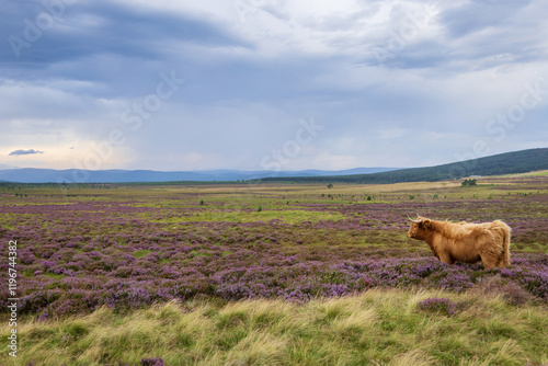 A highland cow in the Highlands, Scotland