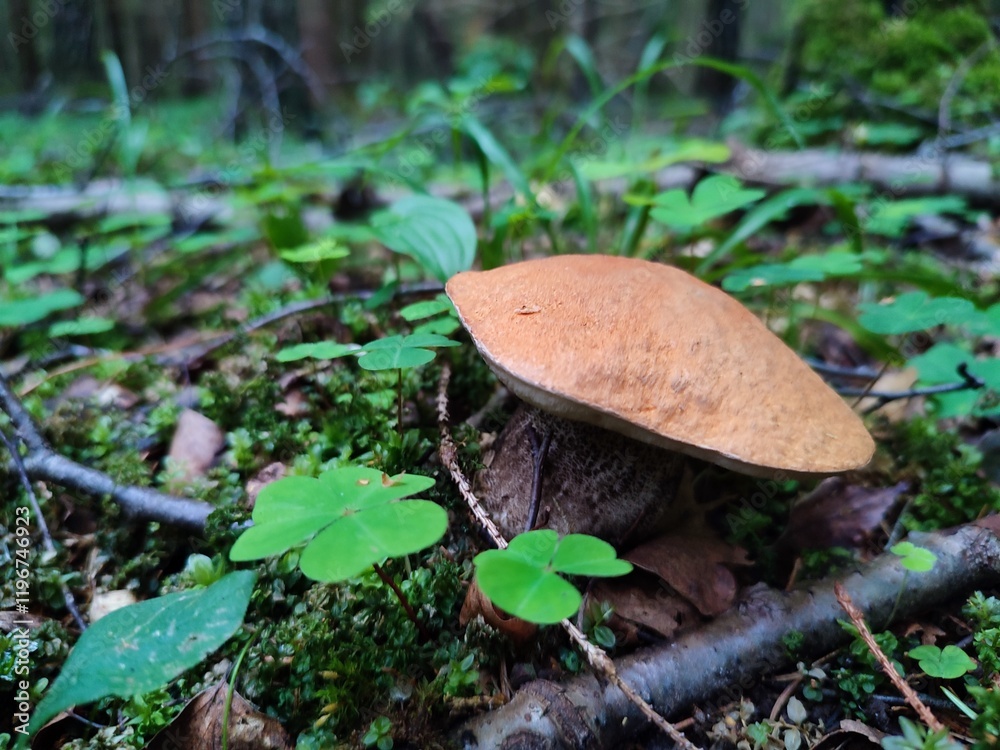 beautiful, large, bright, orange cap of a tasty, healthy, aromatic, edible mushroom aspen mushroom, against the background of green grass and moss, in a summer forest beautiful, large, bright, orange cap of a tasty, healthy, aromatic, edible mushroom aspen mushroom, against the background of green grass and moss, in a summer forest