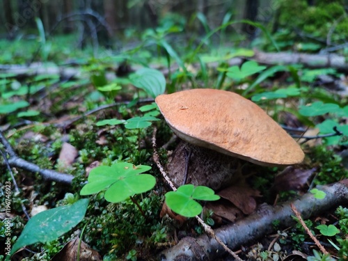 beautiful, large, bright, orange cap of a tasty, healthy, aromatic, edible mushroom aspen mushroom, against the background of green grass and moss, in a summer forest