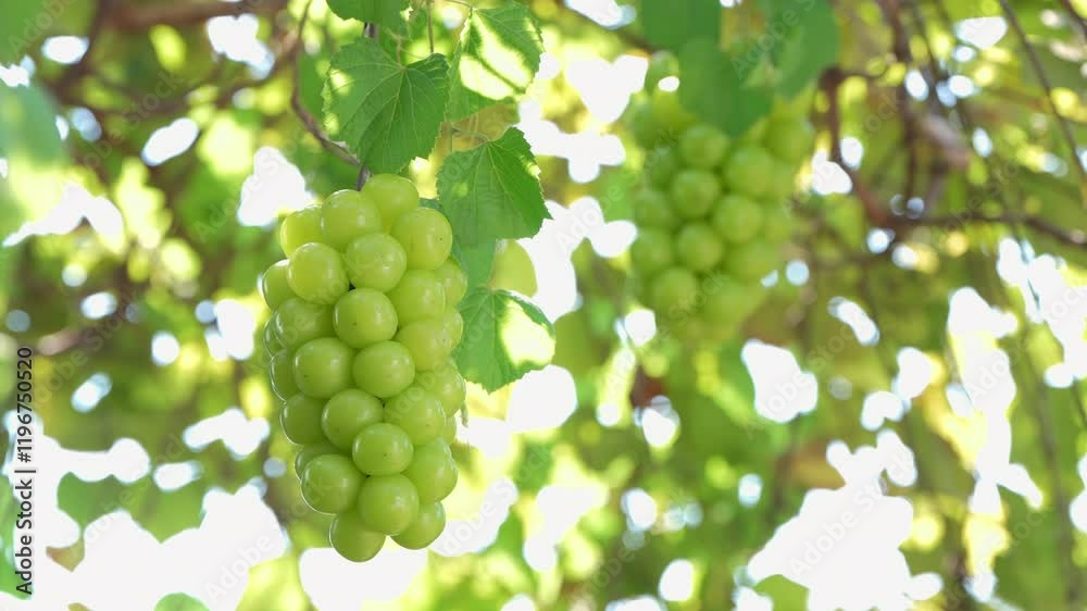 Shine Muscat Grape on a branch over green natural garden Blur background, Bunch of Shine Muscat Grape with leaves in blur background. Shine Muscat Grape on a branch over green natural garden Blur background, Bunch of Shine Muscat Grape with leaves in blur background.