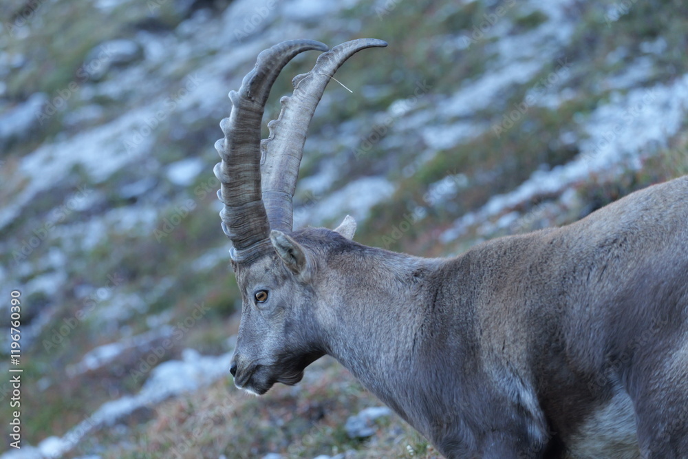 Männlicher Steinbock Nahaufnahme Alpen Vorarlberg Österreich Männlicher Steinbock Nahaufnahme Alpen Vorarlberg Österreich