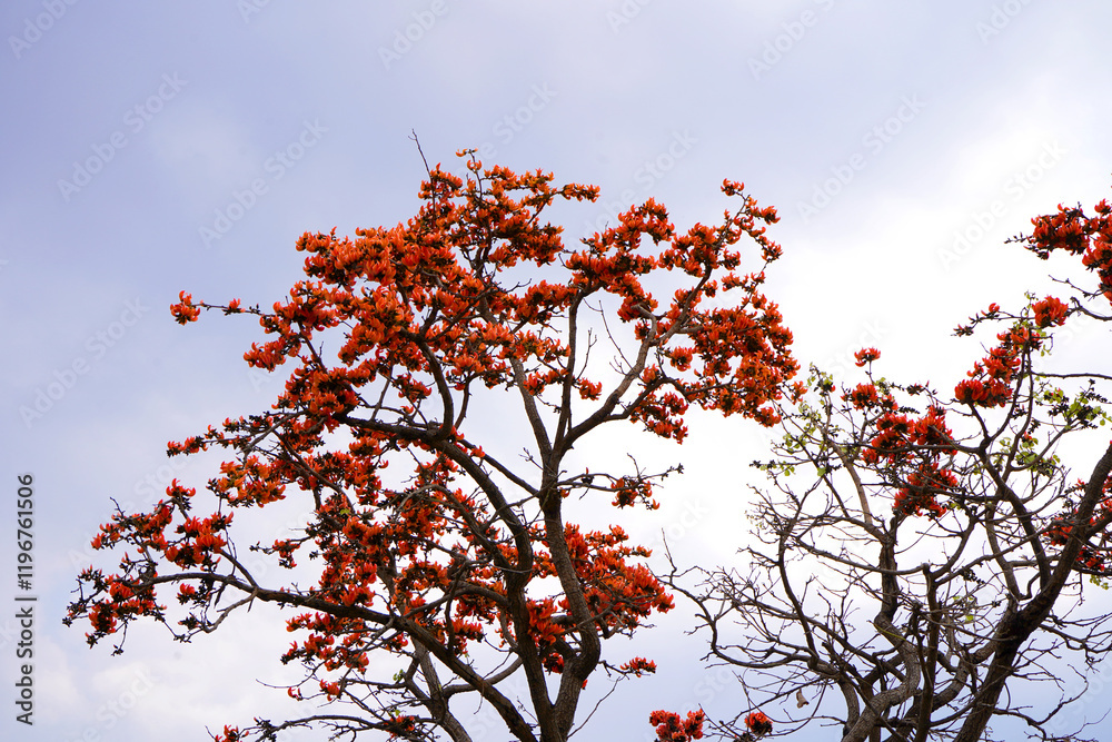 Palash flower tree, Butea Monosperma or palash flower Palash flower tree, Butea Monosperma or palash flower