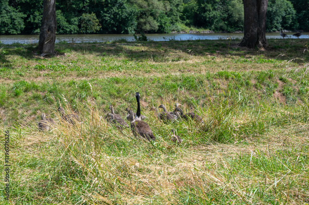 Geese and chicks in the tall grass Geese and chicks in the tall grass