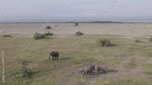 Aerial drone stock footage of elephants in Amboseli National park photo