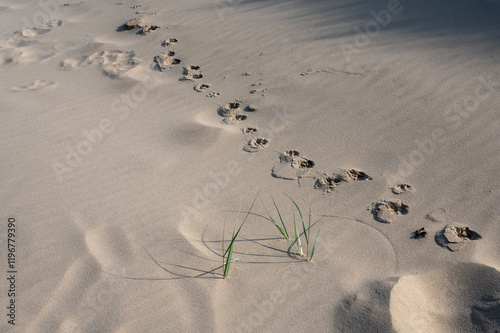 Bilde på lerret Footprints of a animal on the sandy beach