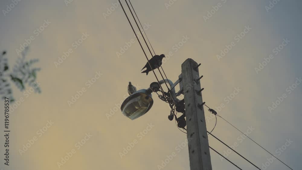 Birds are perching on a street light and wires during the golden hour, creating a serene and peaceful atmosphere Birds are perching on a street light and wires during the golden hour, creating a serene and peaceful atmosphere