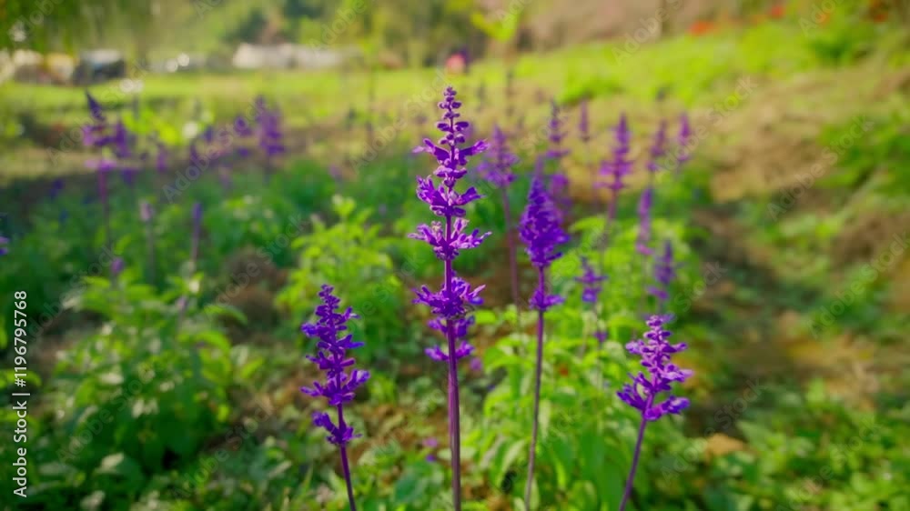 A steady shot of vibrant lavender fields in Provence, France, at sunset. Backlit purple flowers sway gently in the breeze, glowing warmly under the golden light of the setting sun.