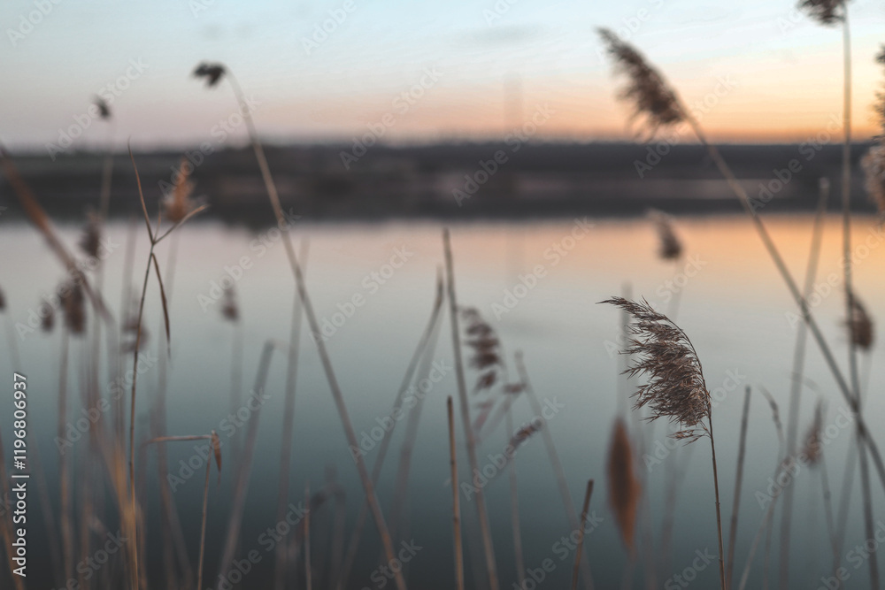 Golden reed stalks swaying by a serene lake during sunset. Soft light illuminates the tranquil waters and horizon, creating a peaceful, natural landscape Golden reed stalks swaying by a serene lake during sunset. Soft light illuminates the tranquil waters and horizon, creating a peaceful, natural landscape