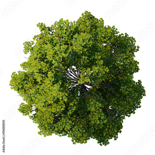 tree top view plant landscape architecture nature garden aerial render. trees branch isolate collection illustration environment green botany urban bush park. tree architecture conifer decorative.