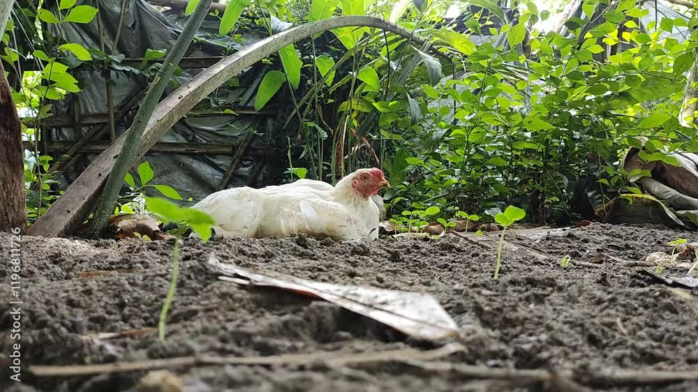 timelapse of broiler chickens relaxing in an open space farming concept timelapse of broiler chickens relaxing in an open space farming concept