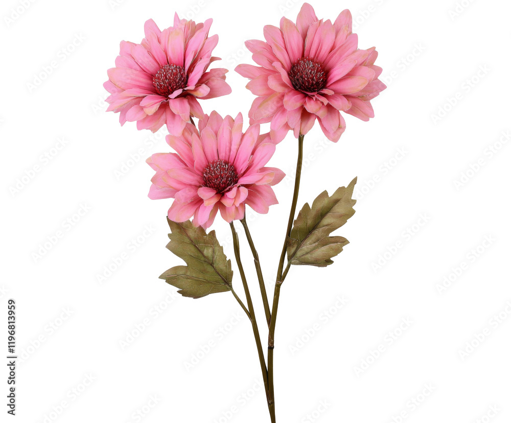 Obraz premium Delicate Pink Dahlia Bouquet: A Stunning Floral Arrangement , isolated on white background PNG