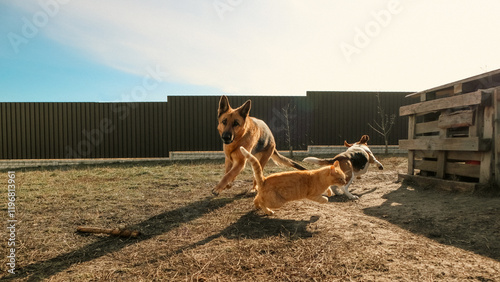 Canvas Print Cheerful funny pets runs on the backyard. Aggressive dogs playing