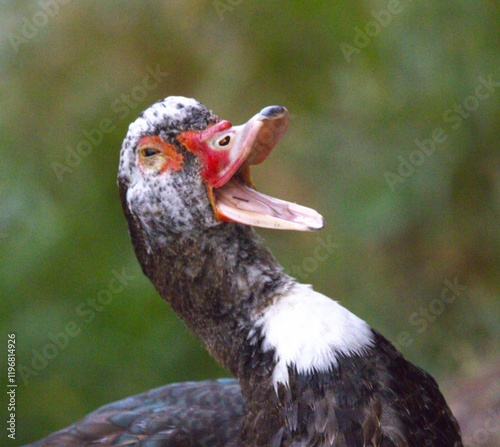 duck opening your beak photo