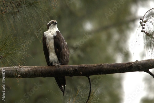 osprey in the forest