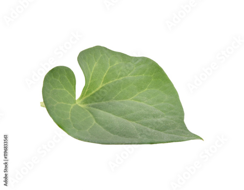 saururaceae transparent png