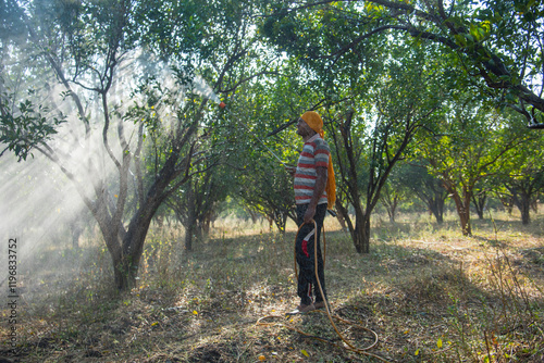 Photos Indian farmer spraying fertilizer on orange tree at orange field.