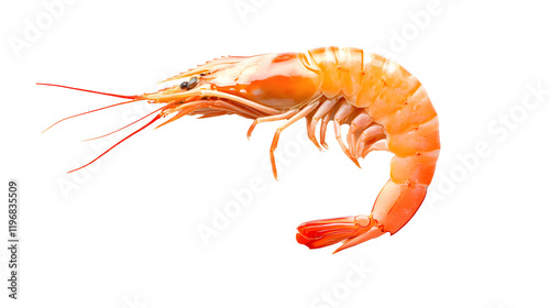shrimps isolated on background 