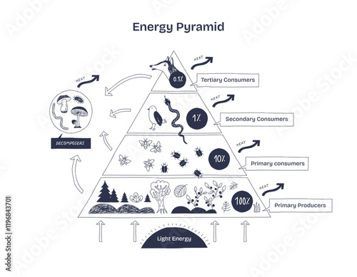 Energy Pyramid shows energy flow in ecosystems, highlighting producers, consumers, and decomposers. Diagram