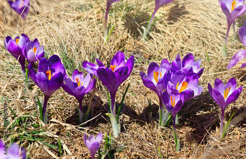 Flowers violet crocuses ( Crocus heuffelianus ) on glade in spring photo