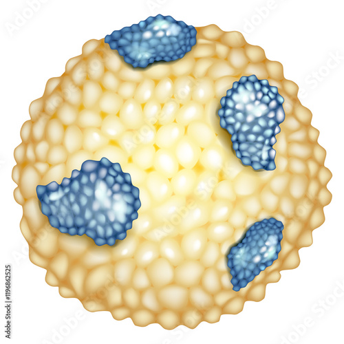 Structure of Lipoproteins in the Body. Cholesterol Transpor  Understanding Lipoproteins. 