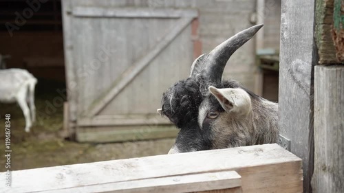 Portrait of grey goat ne the fence