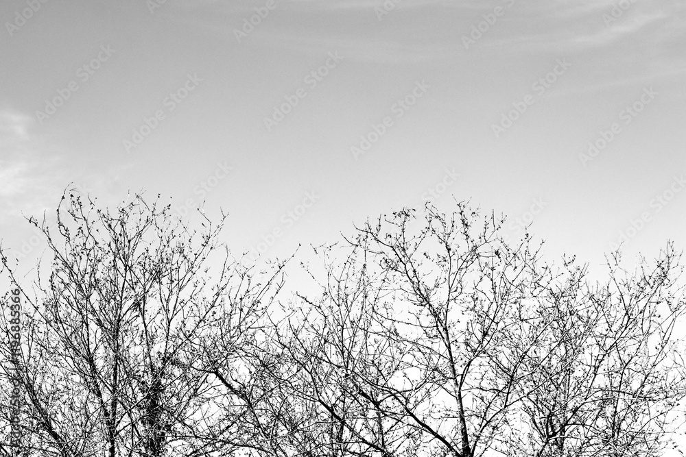 Obraz premium Deciduous trees. Isolated trees against sky background. Black and white nature forest photo idea concept. Graphic resources. Rural.