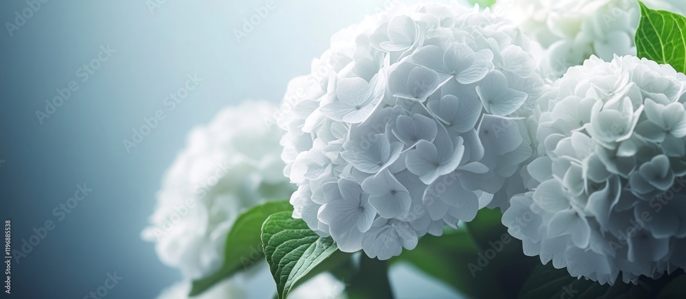 Close-up of white hydrangeas with soft lighting. Close-up of white hydrangeas with soft lighting.