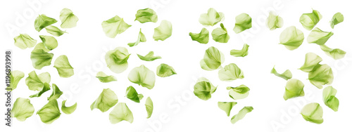 PNG Petals floating, isolated element set, transparent background