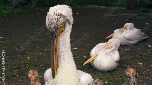 Pelican portrait in a nature