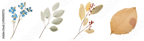 PNG Pressed flower collage, element set on transparent background