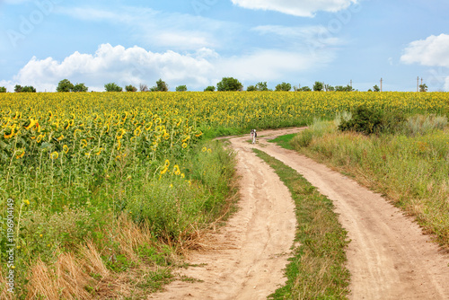 Sunny path through vibrant sunflower fields invites a peaceful stroll amidst nature's beauty