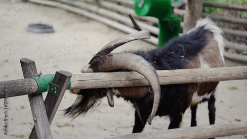 Goat rubbing his horns on a wooden fence