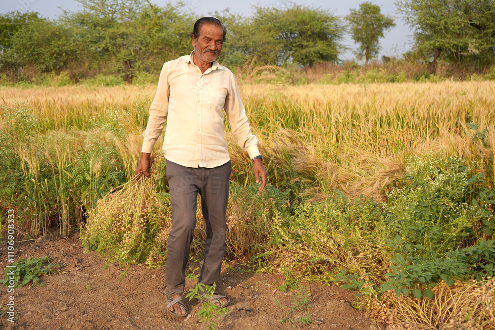Fototapeta premium Happy Indian farmer in his chickpea field.