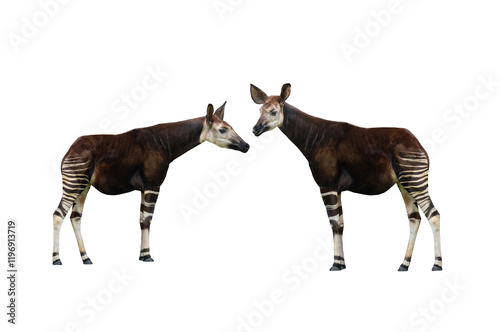 two okapi isolated on white background