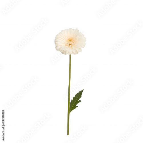 Wallpaper Mural A delicate white flower on a green stem, symbolizing purity and beauty., isolated on a transparent background. Torontodigital.ca