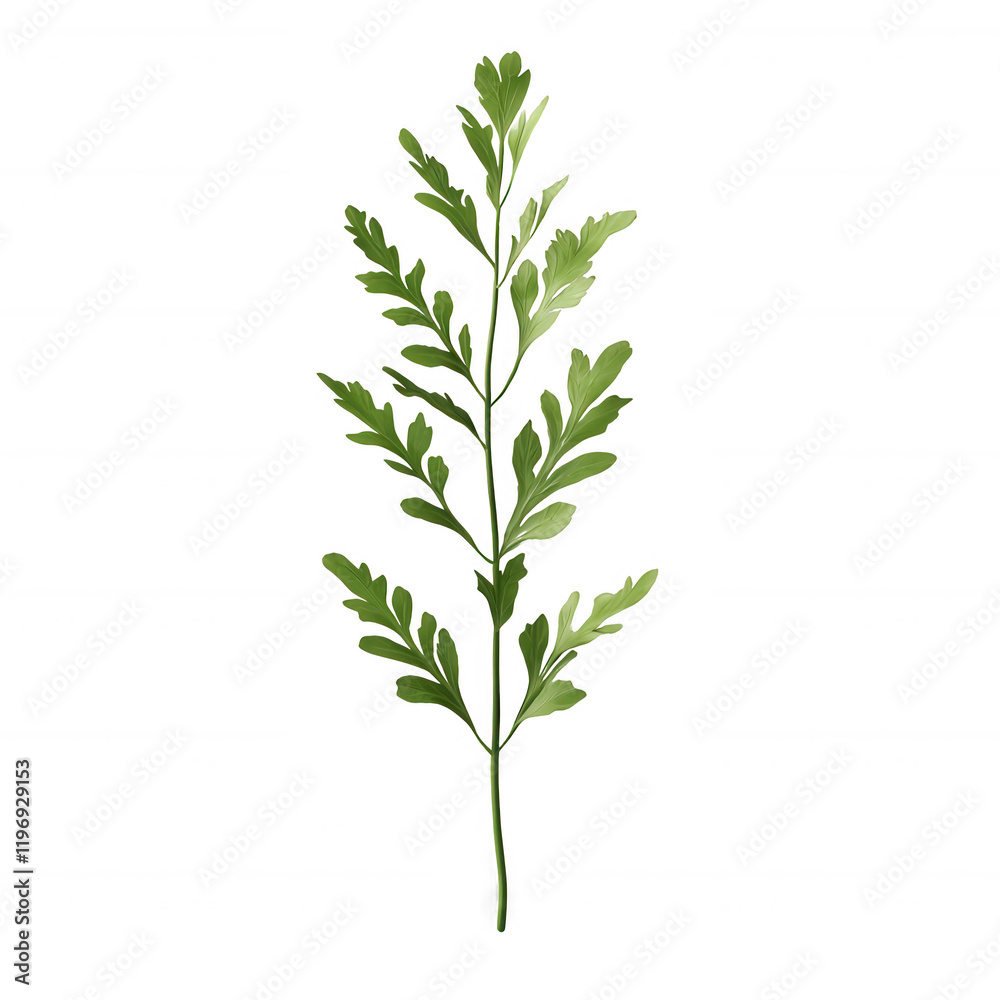 Fototapeta premium A detailed illustration of a green leafy plant branch showcasing unique leaf patterns., isolated on a transparent background.