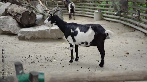 Adult goat walking on the farm